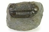 :Large, Very Inflated Struveaspis Trilobite - Jorf, Morocco #323381-3